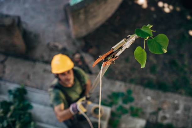 How Our Tree Care Process Works  in  Powers Lake, WI