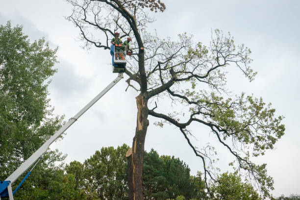 Professional  Tree Services in Powers Lake, WI